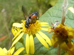 Eriothrix rufomaculatus.jpg