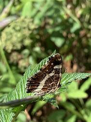 IMG_9733.jpeg