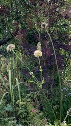 IMG_9735.jpeg