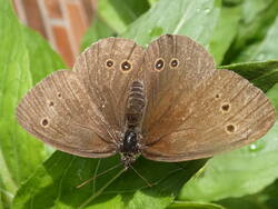 Aphantopus hyperantus.jpg