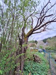 Absterbener Pflaumenbaum oder Zwetschge, daneben unser &quot;Urwald&quot; aus vielen Wurzelschößlingen. Dort ist noch keiner von uns reingelaufen.