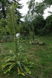 L1022055.JPG