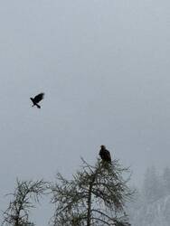 der Steinadler ist seit diesem Winter ansässig