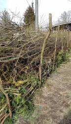Der lange Totholzzaun ist ca. 12 m lang. Mittlerweile ist er sehr eingewachsen. Davor hatte ich Berberitze, 2 verschiedene Wildrosen und die Clematis Alpina gepflanzt. Zwei Holunderstecklinge sind auch angewachsen und selbst hat sich eine Eberesche dort angesiedelt. Auf der Rückseite wachsen auch 2 Wildrosen, eine Haselnuss, 2 rote Johannisbeeren und ein schwarzer Holunder. Das war schon alles vorhanden und gehört zur Pufferzone.