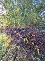 Das ist mein Totholzwall. Er liegt überwiegend schattig und das untere Holz hat schon überall Moos angesetzt. Ich liebe Moos. Der ist eher zufällig entstanden, da wir bei Gartenübernahme uns erstmal etwas Platz schaffen mussten. Rechts davon unser Urwäldchen. So ähnlich sah der ganze Garten aus. Auf dem Wall landen auch ausgegrabene Stumpen. Oft lasse ich sie in der Erde, aber es gibt hartnäckige, die immer wieder austreiben, oder Stolperfallen sind. Wenn alles hoch wächst, sieht man die ja nicht mehr.