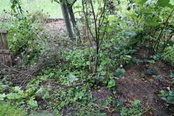 Johannisbeeren samt Birne im Stroh