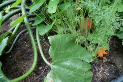 Zucchini mit Olla, Dill