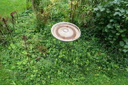 Waldmeister, Spitzwegerich