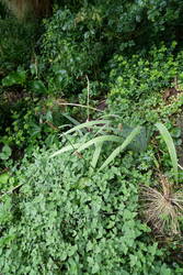 Waldmeister mit Katzenminze