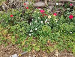 IMG_20230623_112417.jpg
