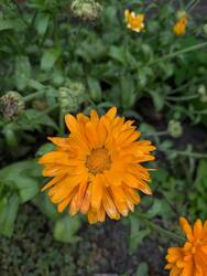 Einige selbstgesäte Ringelblumen blühen noch