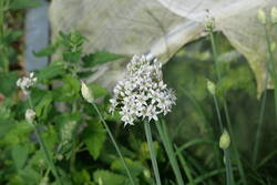 Schnittknoblauch