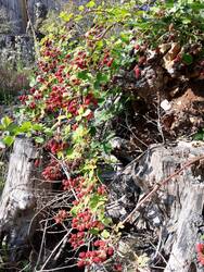 Ab Juli gibt es rund um die Stumpery sehr viele Brombeeren zu ernten. Wer möchte, sogar kletternd.