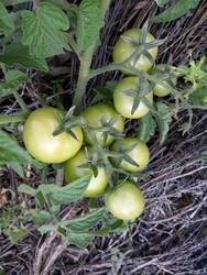 Die ersten Tomaten! Ich glaube nicht mehr an Kellerregale voller Tomatensauce ...