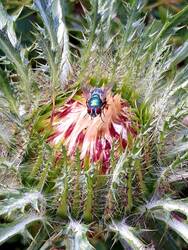 Silberdistel im Magerbeet - wenigstens Blumen kann ich!