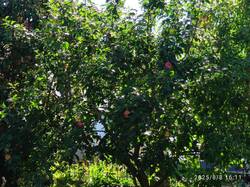 IMG_20250808_161157.jpg