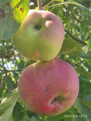 IMG_20250808_161259.jpg