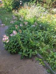 IMG_20250808_161725.jpg