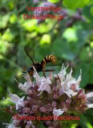 Auf Dost, Wilder Oregano