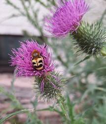 Ein Pinselkäfer auf einer Kratzdistel.