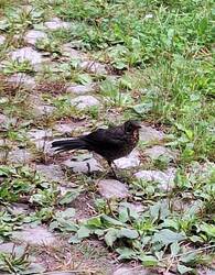 Diese junge Amsel lässt sich nicht von mir stören. Sie holt sich alte Kirschen, die runtergefallen sind.