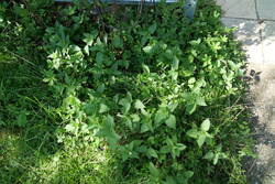 Thymian (welcher???) mit Taubnessel
