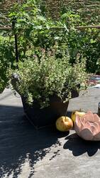 IMG_9974.jpeg