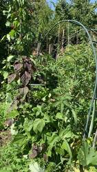 IMG_9950.jpeg