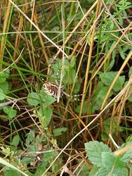 IMG_20250802_103444.jpg