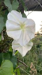 IMG_9996.jpeg