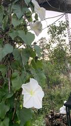 IMG_9995.jpeg