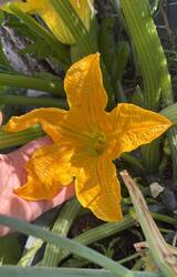 IMG_2969.jpeg