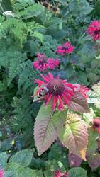 IMG_0003.jpeg