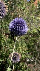 IMG_0008.jpeg