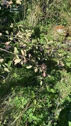 IMG_0004.jpeg