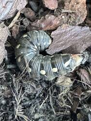IMG_3082.jpeg