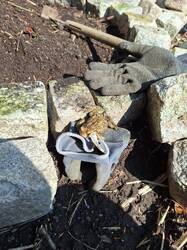 Meinen Handschuh fand die Kröte wohl bequem.