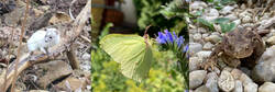 neue Bewohner im Hortus ferarum avium