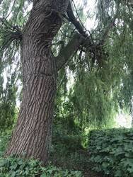 IMG_0553.jpeg