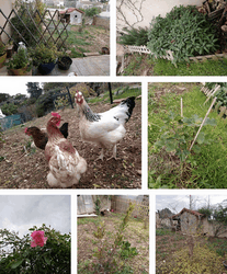 gallus.png
