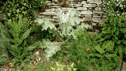 pascuorum.png