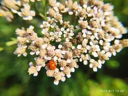 IMG_20250807_155846.jpg