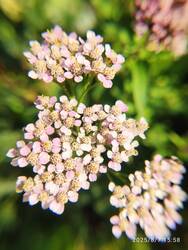 IMG_20250807_155831.jpg