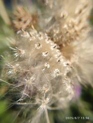 IMG_20250807_155627.jpg
