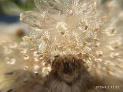 IMG_20250807_155709.jpg