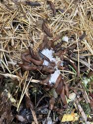 IMG_3197.jpeg