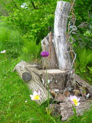 silvestris01.jpg