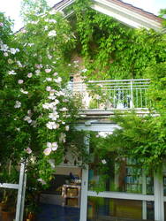 silvestris02.jpg