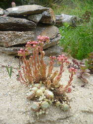 silvestris03.jpg