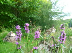 silvestris04.jpg